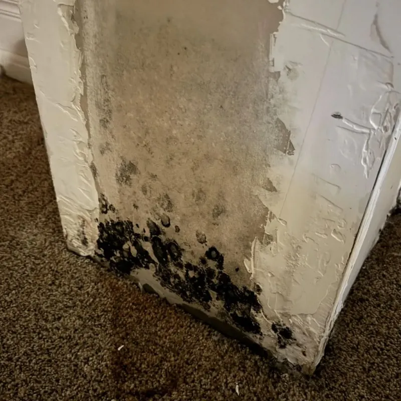 Professional Mold Removal in Howard County, AR
